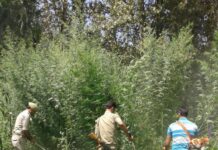 Cattle Get Into Charas Plantation, 6 Injured In Scuffle