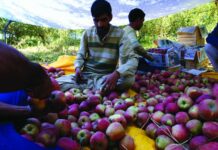 Crediting Crops