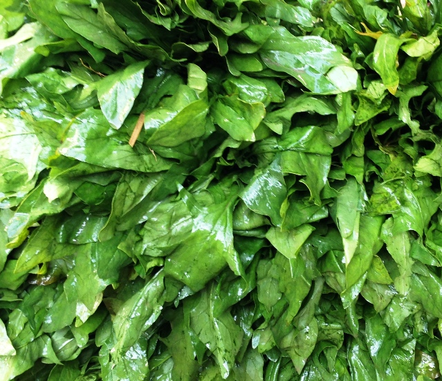 Kashmiri Spinach: The most expensive vegetable in the market. 