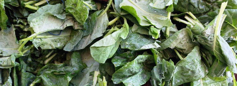 Lettuce: The Kashmiri Haakh is little in supply and more in demand. 