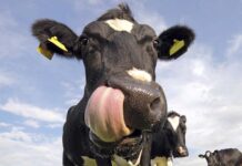 ‘Gau Rakshaks’ finally get into Jammu and Kashmir