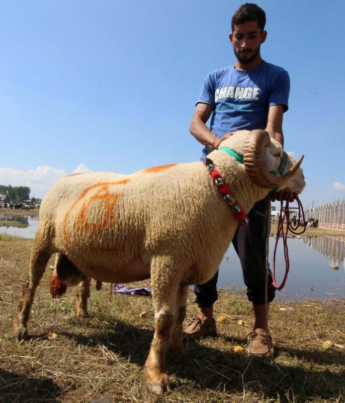 SHEEPS (2)
