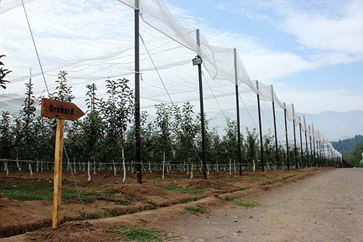 Khurrams-Shafis-Orchard