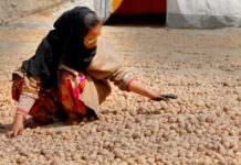 Kashmiri Walnut All Set to be Certified Organic
