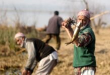 Shocking: Kashmir produces 20-lakh ton fish!