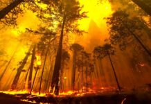 Los Angeles Wildfire Death Toll Rises to 24 Amid Forecasts of Fierce Winds