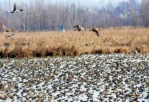Over One Million Migratory Birds Arrive in Kashmir Wetlands