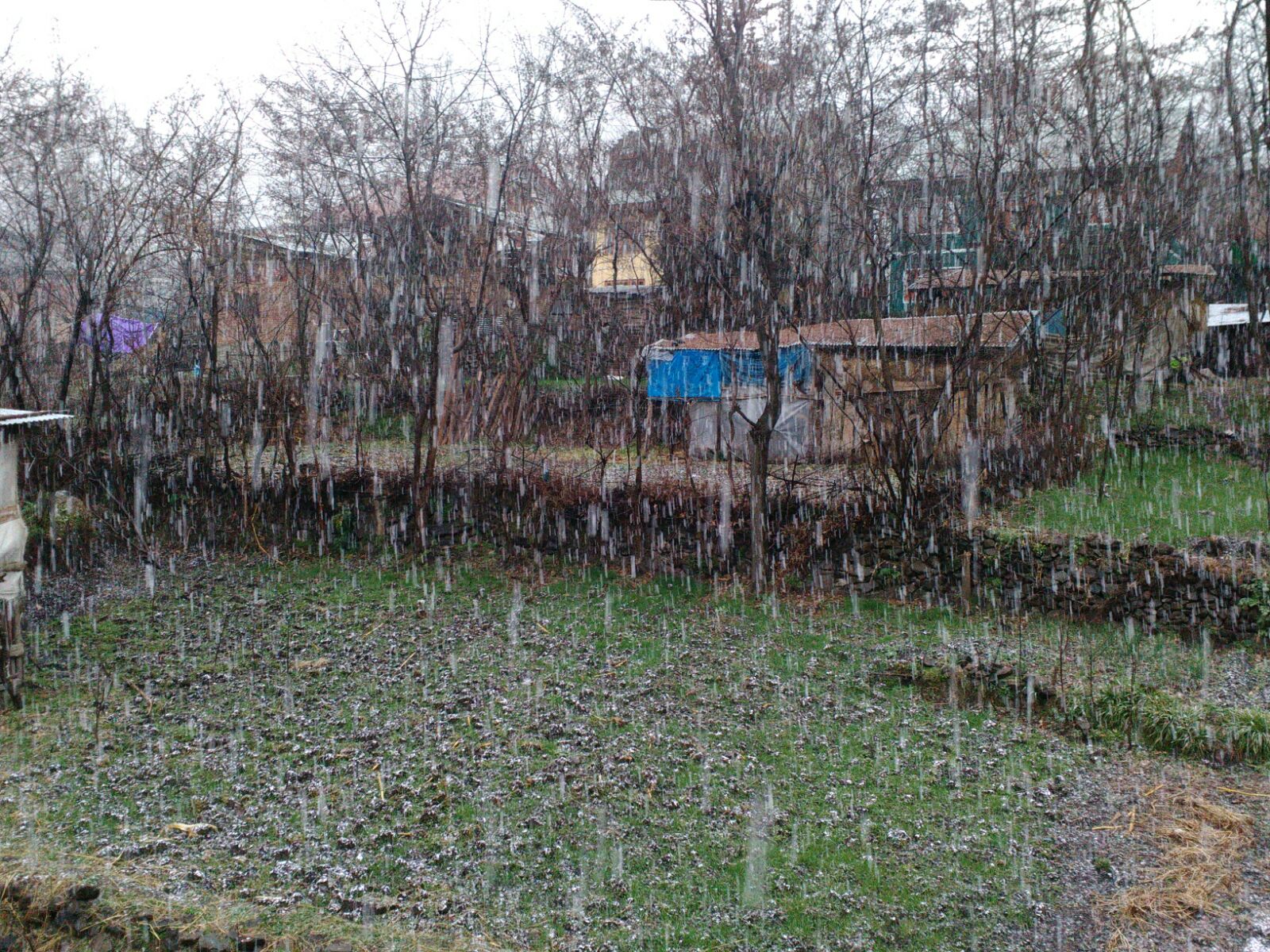 Srinagar parts received moderate snowfall on Thursday. (K Image: Saima Rashid)