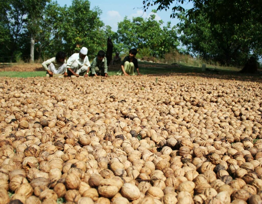 Walnut Woes