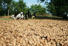 Walnut Woes