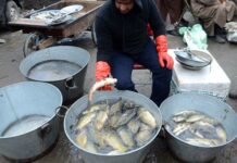 Fish Farming Emerges A Lucrative Job For Youth