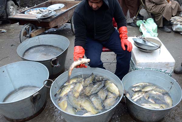 fish-in-kmr-(3)