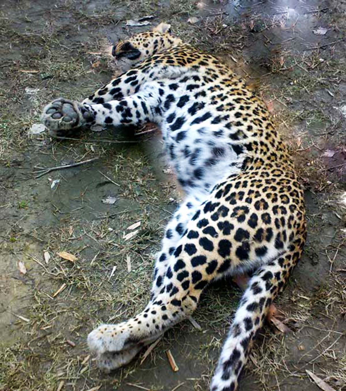 Leopard found dead in north Kashmir's Tangmarg | Kashmir Life