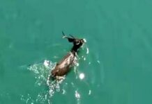 Hangul Jumps into Baglihar Water Reservoir, Rescue Op On