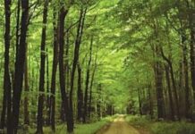 Jammu Kashmir Shifts Forest Rights Act Implementation to Tribal Welfare Department, FRC Calls it Corrective Step