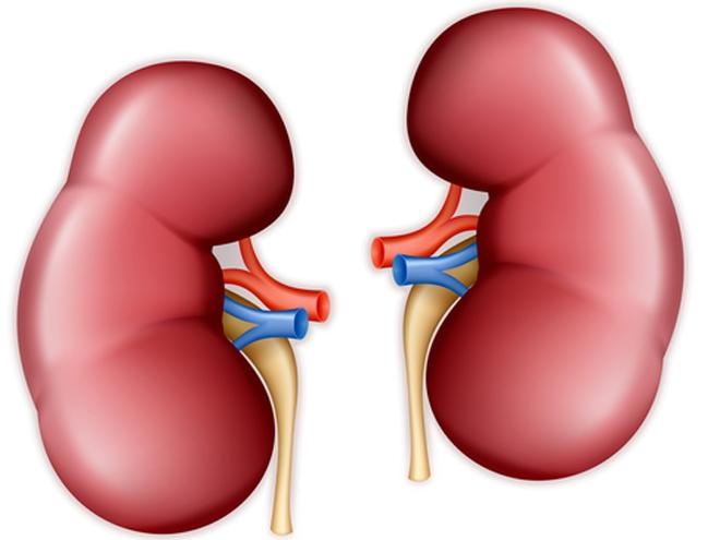 Kidney