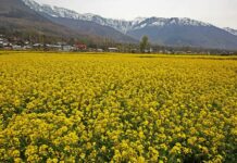 The Spring Bloom