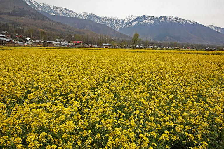 Mustard flowers bloom at a field on the outskirts of Srinagar,on Wednesday 23 March 2016PHOTO BY BILAL BAHADUR