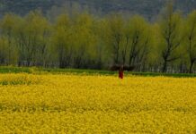 Weather To Remain Dry Till April 10: MeT