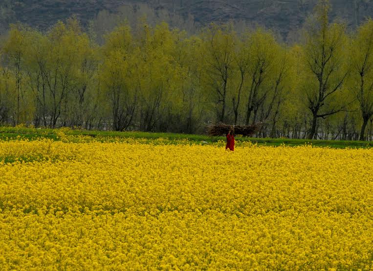 Kashmiri women pass through a mustard field in the outskirts of Srinagar,Wednesday 23 March 2016PHOTO BY BILAL BAHADUR