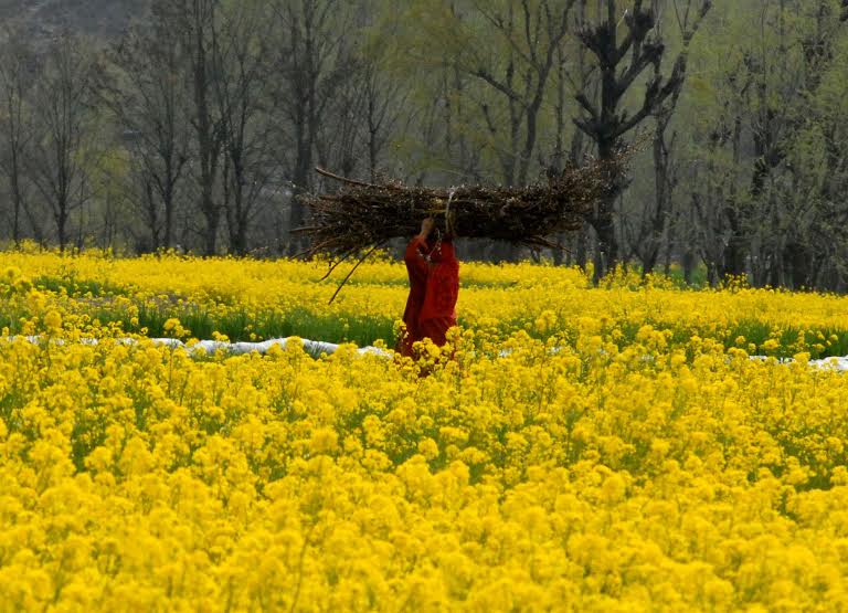 Kashmiri women pass through a mustard field in the outskirts of Srinagar,Wednesday 23 March 2016PHOTO BY BILAL BAHADUR