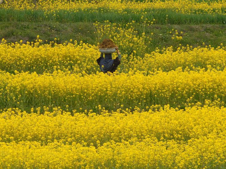 A Kashmiri woman walks past a mustard field, carrying cow dung to be used as fertilizer, on the outskirts of Srinagar,Wednesday 23 March 2016PHOTO BY BILAL BAHADUR