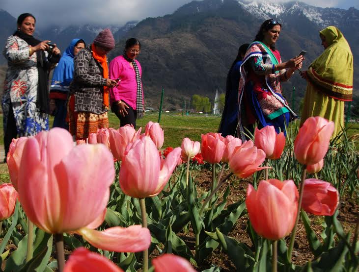 Tulip Garden 3