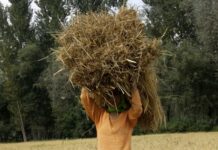 77.76 Per Cent of Jammu Kashmir Women Workforce Engaged in Agriculture, Among India’s Highest