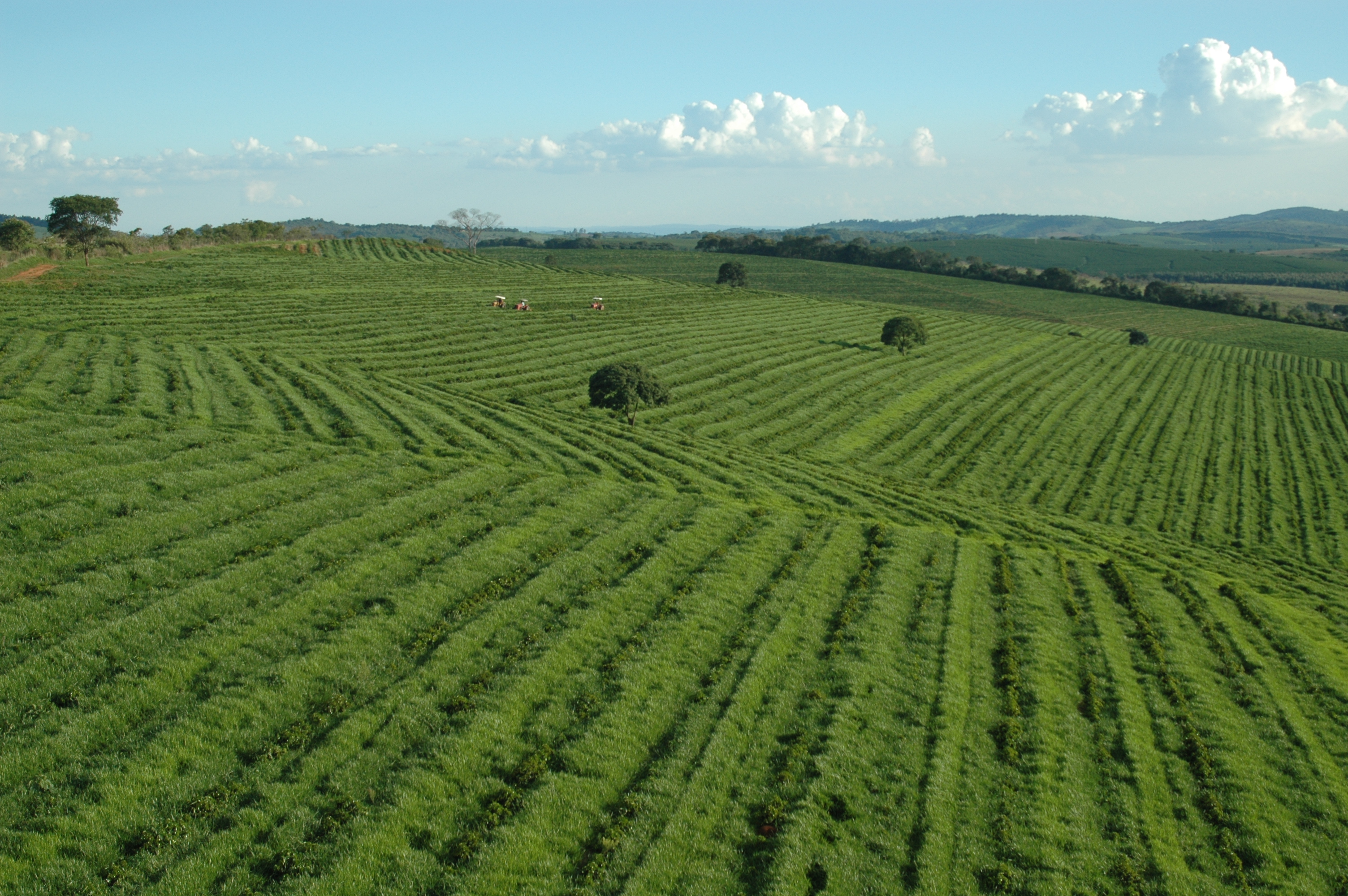 A coffee plantation in Minas Gerais. (KL Image sourced from web)