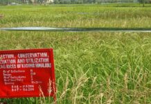 Aromatic Mushk Budji Rice: Sagam produces 602 tons