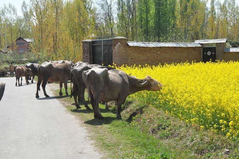 Srping 2016 in South Kashmir 2