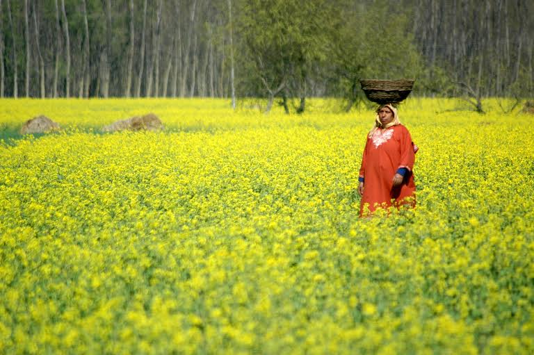 Srping 2016 in South Kashmir 5