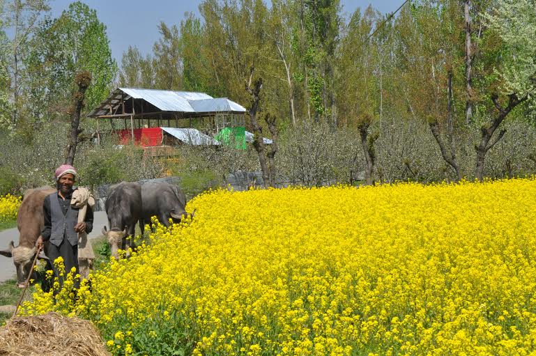 Srping 2016 in South Kashmir 6