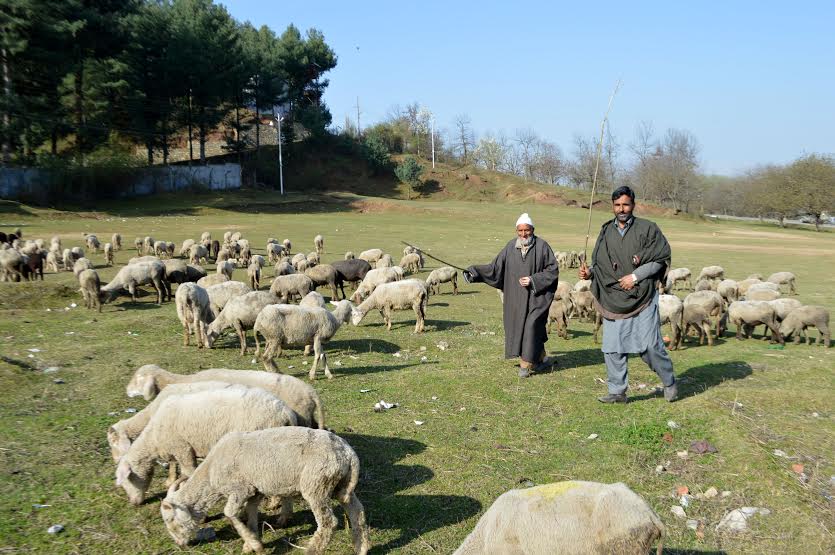 Srping 2016 in South Kashmir 7