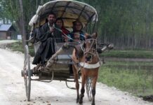 Encourage Tonga Ride; Our Fragile Environ Needs Tongas, Don’t Ban Them!