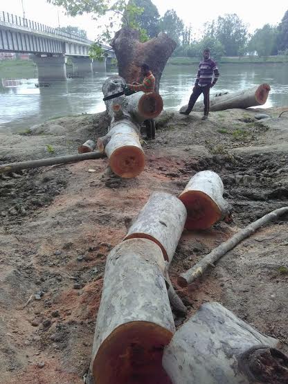 Chinars Cut Down in Shadipora 1