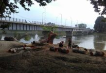 Heritage Chinar Faces Axe in Shadipora