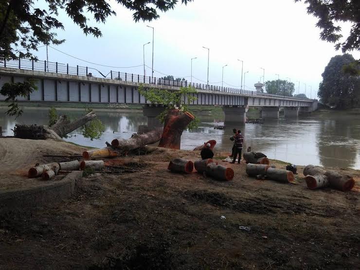 Chinars Cut Down in Shadipora 2