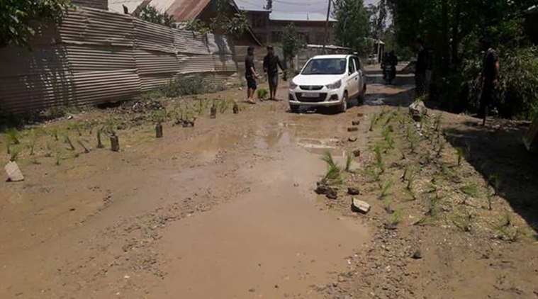 Paddy planted on Road