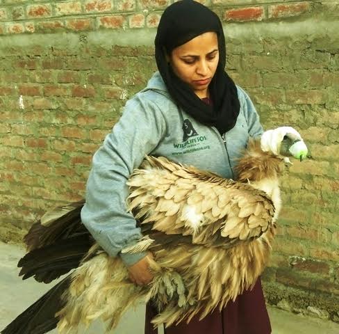 Vulture Rescued by Wildlife SOS