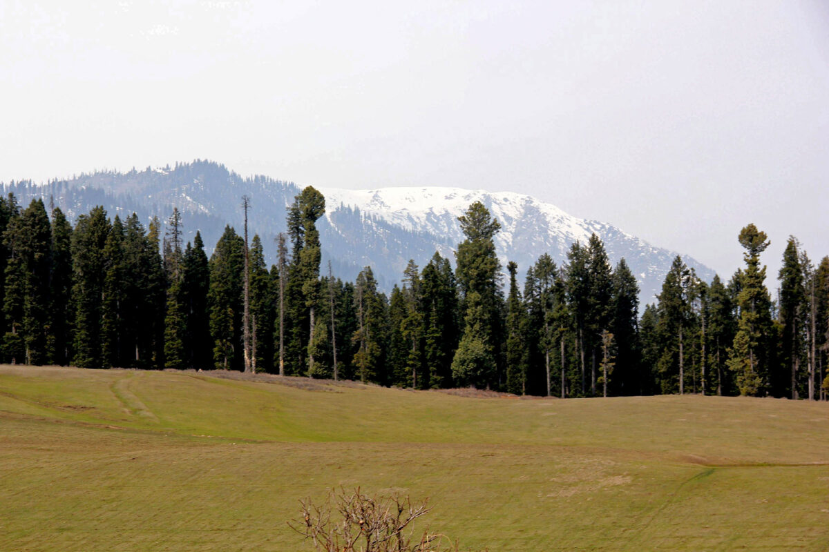 cochle -pathri (3)