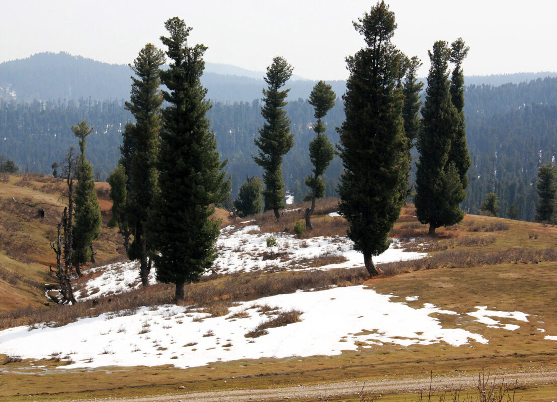 cochle -pathri (4)