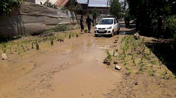 planting-paddy-on-potholed-roads