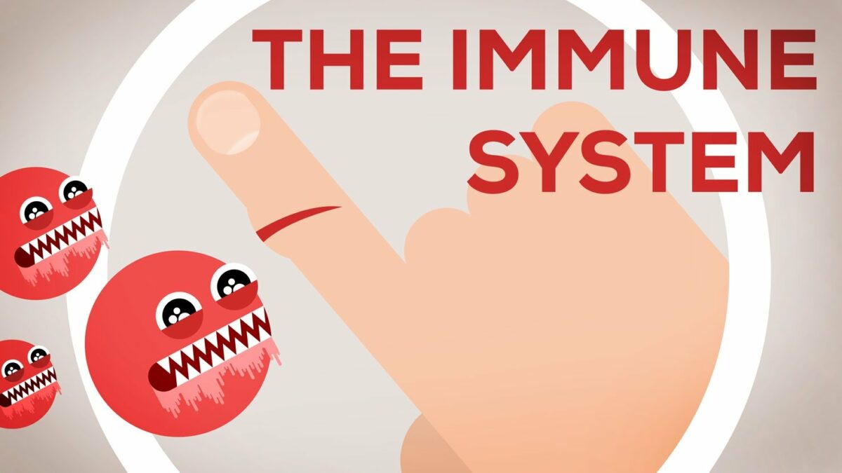 Immune system
