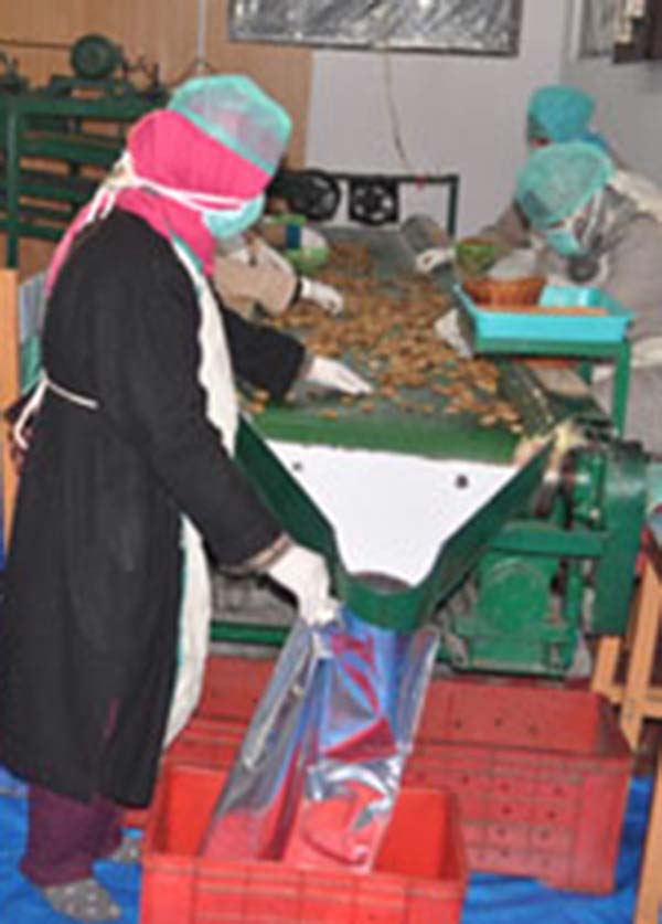 Women-at-walnut-factory