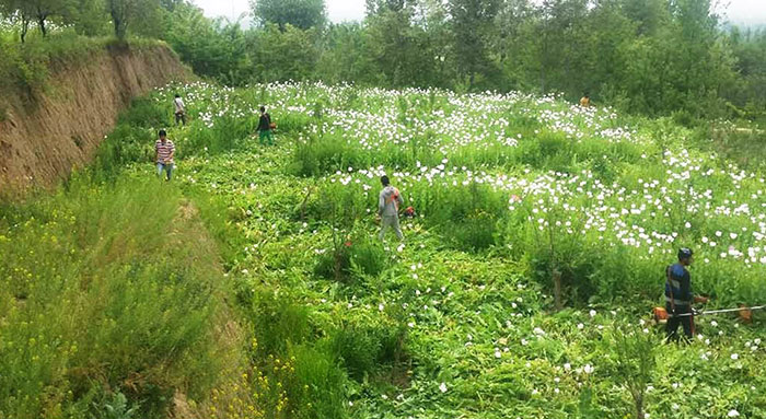 poppy-destroyed-south-Kashmir