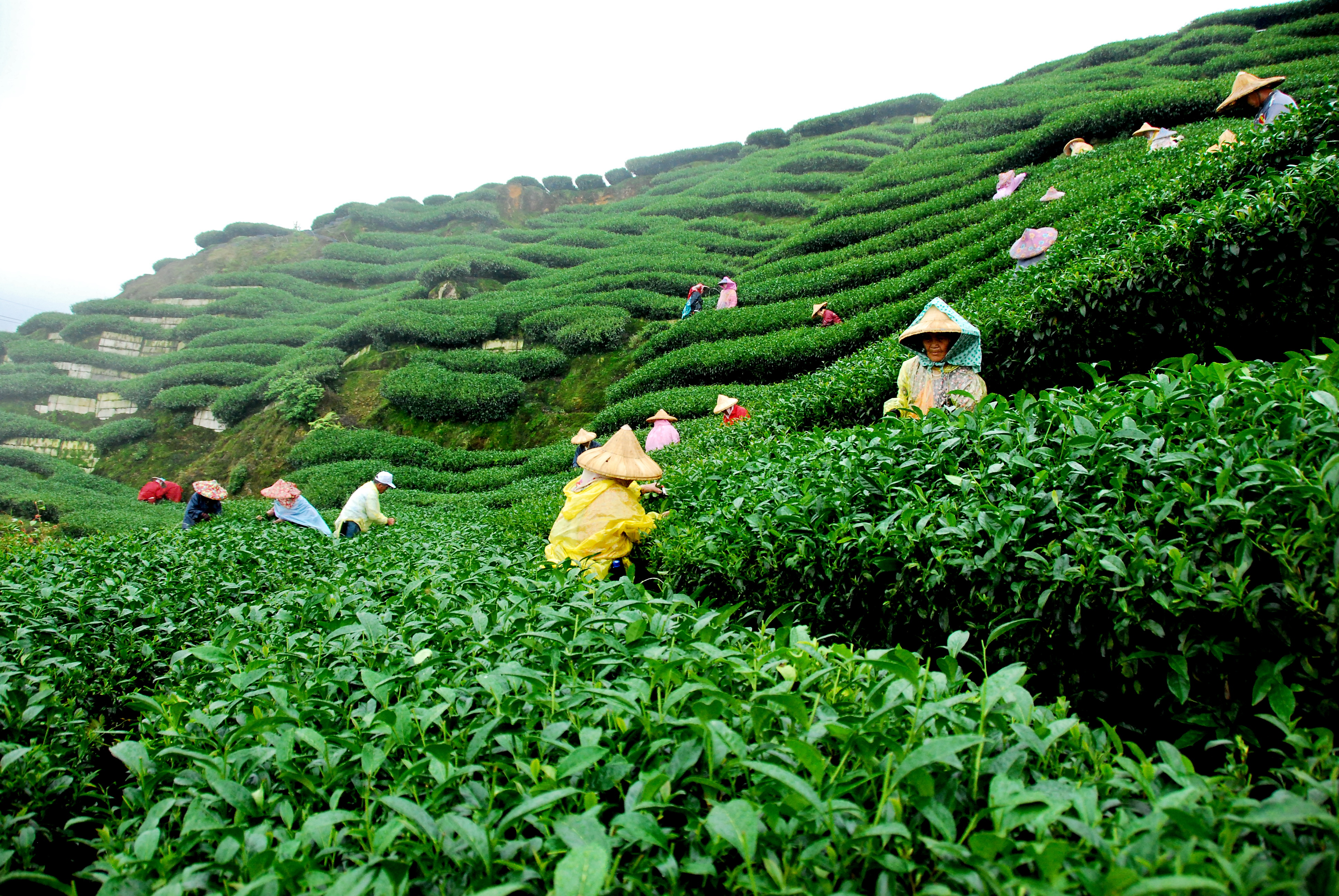 Brewing Goodness: Organic Tea for a Better You