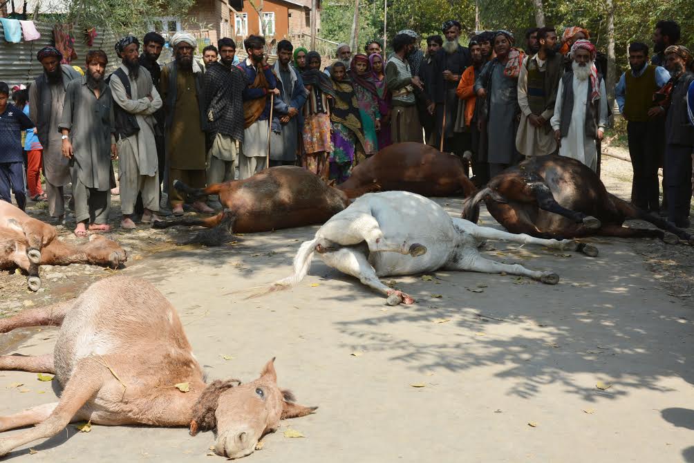 Bakerwals watch helplessly as corpses of dead horses lay on road. (KL Image: Shah Hilal)