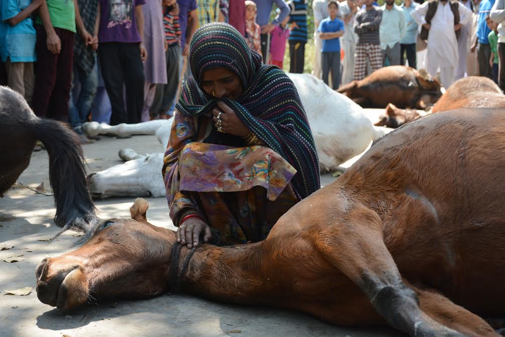 A nomad lady breaks down on the dead body of one of the horses killed by army casper in the intervening night of 24 and 25 Sep. (KL Image: Shah Hilal)