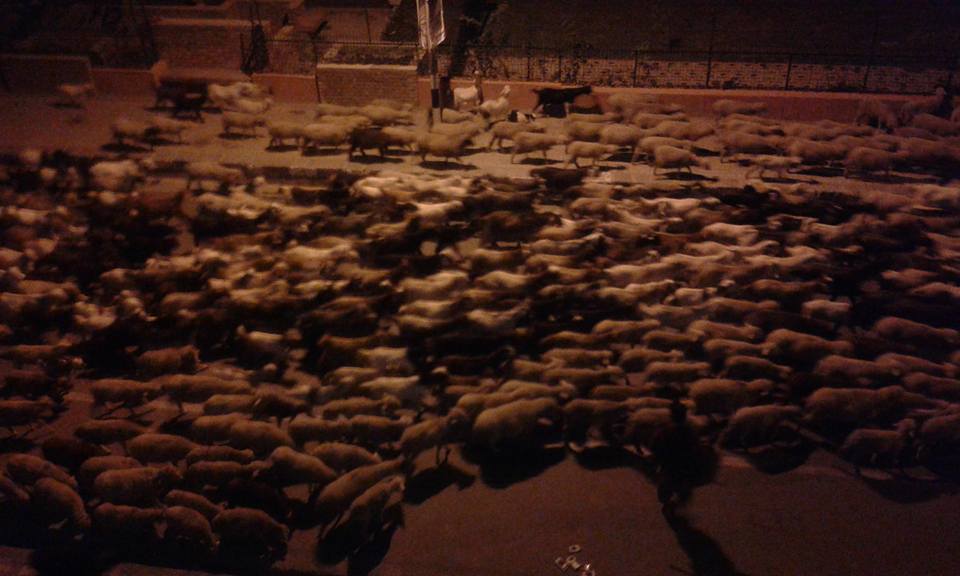 A flock of sheep which belonged to a nomadic Bakerwal group passing through Lal Chowk on Residency Road during the intervening night of Sep 24 and 25 around 4 AM.